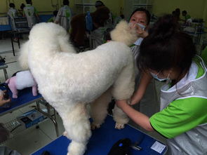 宠物护理培训学校排名：寻找最专业的宠物护理教育