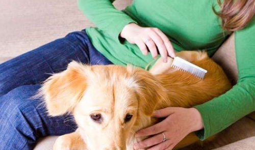 宠物日常护理的实用技巧，让你的宠物健康又快乐！