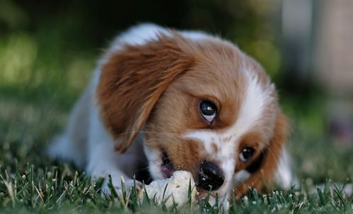 狗狗耳部护理：保护爱犬的听力健康