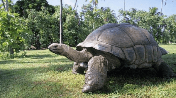 世界上最大的乌龟有多大？最大的乌龟有多重？它住在哪里