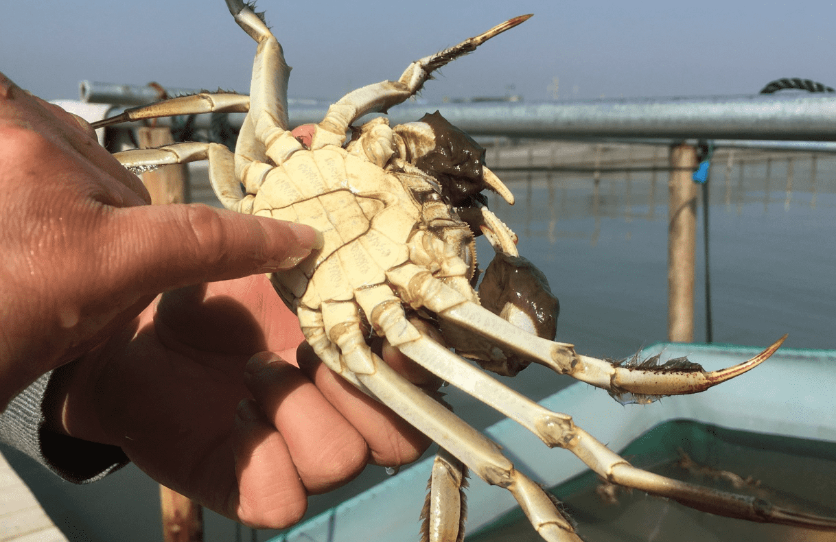 大闸蟹养殖过程？哪里的大闸蟹最好吃？ 