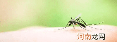 腿长的蚊子会咬人吗？ 