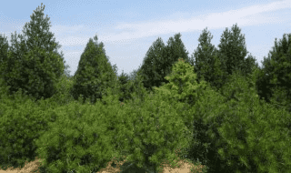 白皮松树的种植方法 白皮松树的种植方法图片