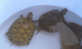 如何辨别巴西龟的年龄 如何辨别巴西龟的年龄和雄性