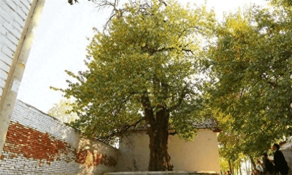 稀有树种柘树，偶遇三百年树龄的柘树